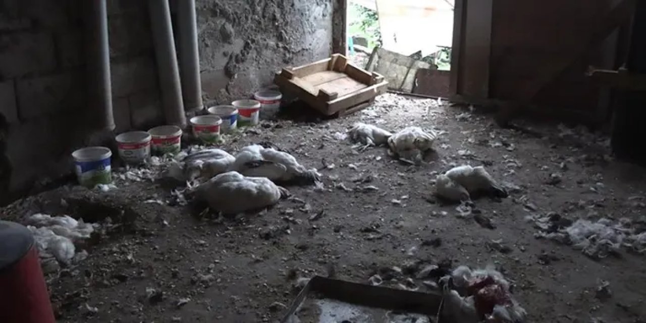 Rize'de başıboş köpekler kümese saldırdı: 86 tavuk telef oldu