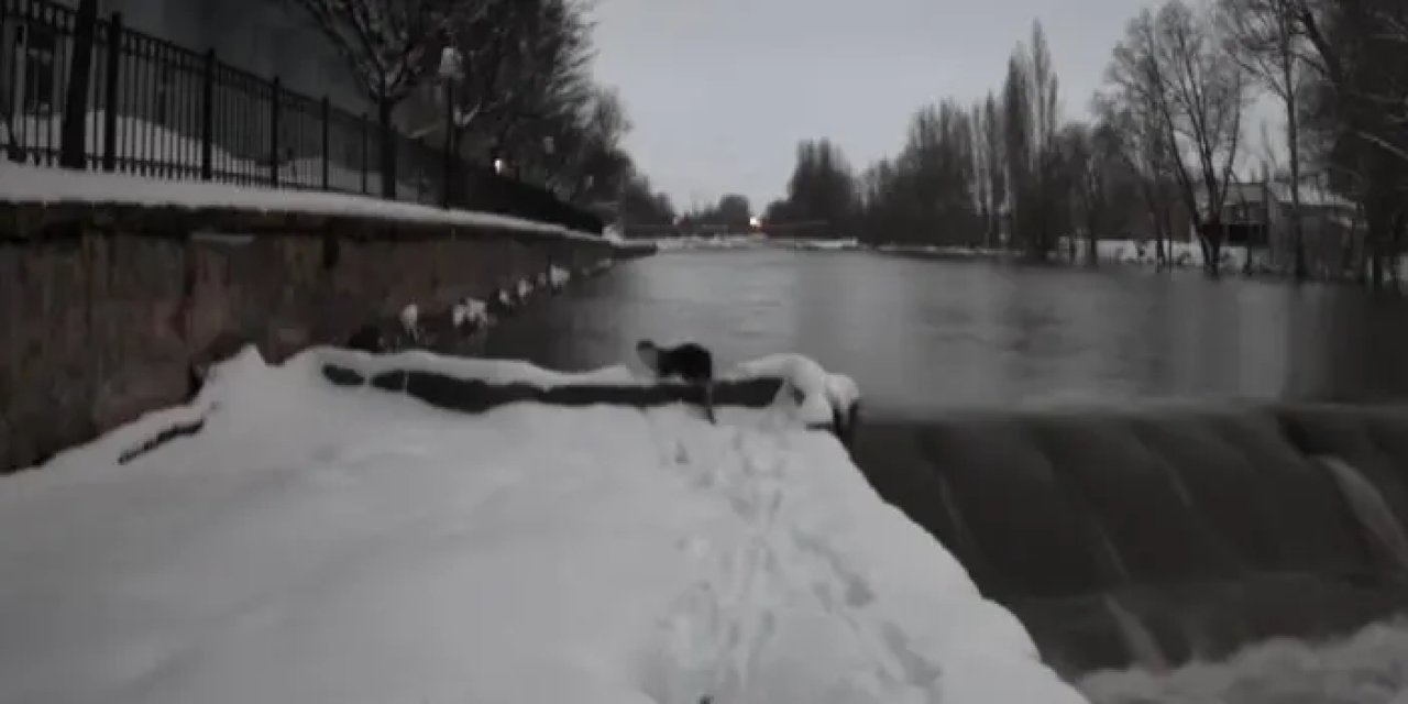 Bayburt'ta su samurları böyle görüntülendi