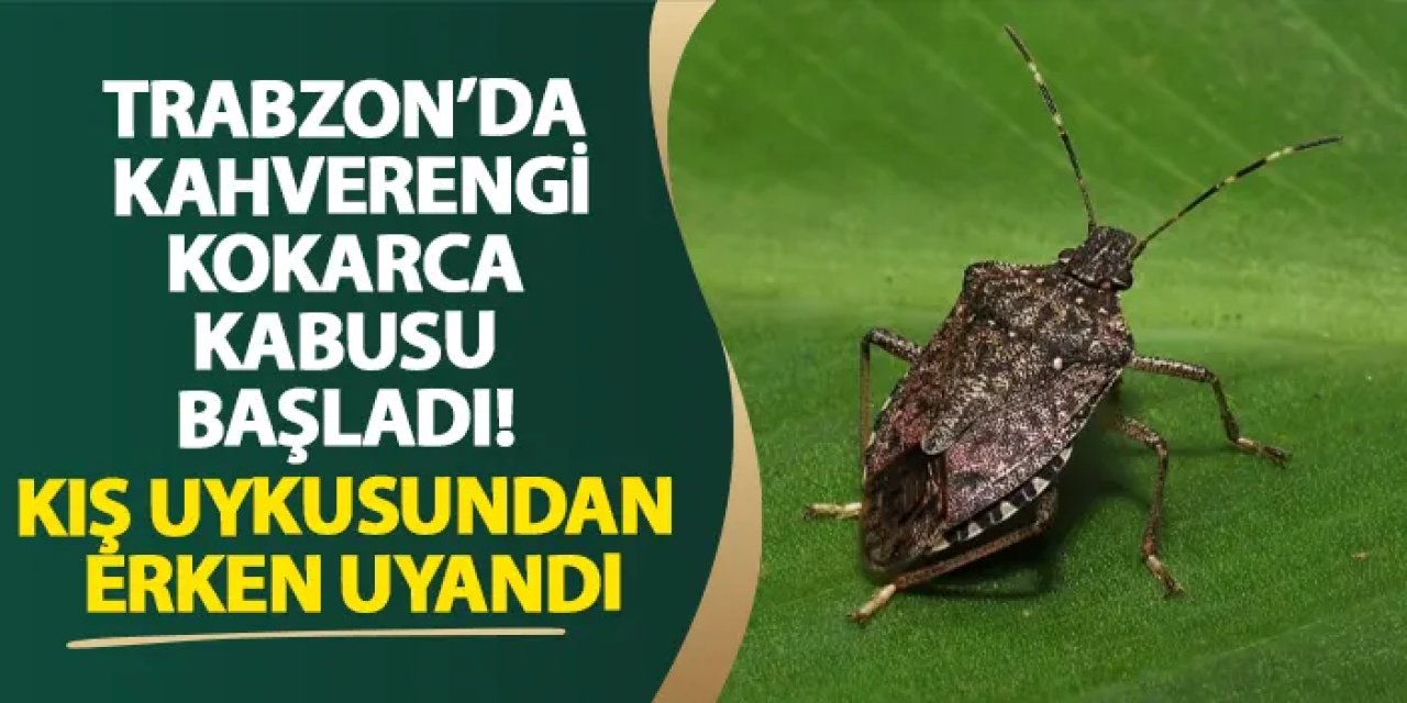 Trabzon’da kahverengi kokarca kabusu başladı! Kış uykusundan erken uyandı