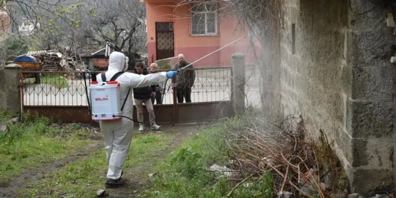 Samsun’da kahverengi kokarca ile mücadele ediliyor!