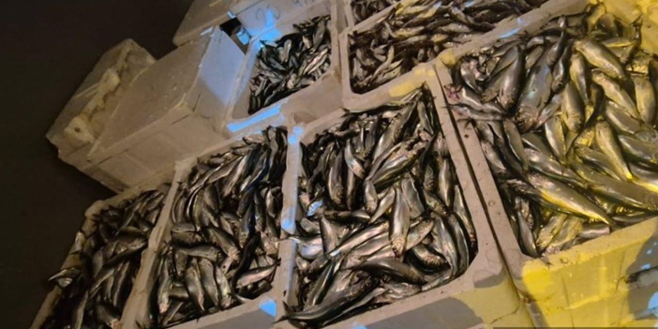 Samsun'da yetkisiz balık sevkiyatına 31 bin 524 lira cezai işlem uygulandı