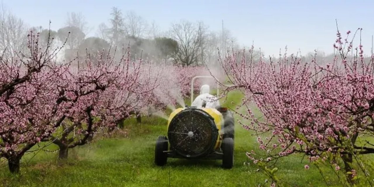 Bayburtlu çiftçilere yabancı otla mücadele uyarısı!