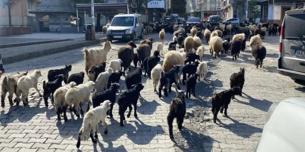 Artvin’de yayla göçü erken başladı!