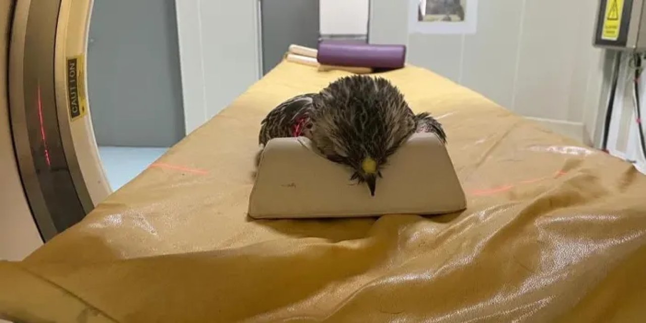 Samsun’daki hayvan hastanesinde binlerce hayvana yardım eli uzandı!