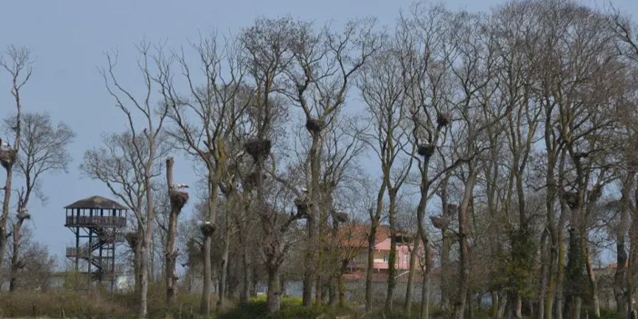 Samsun’da Leylek Ormanı şenlendi!