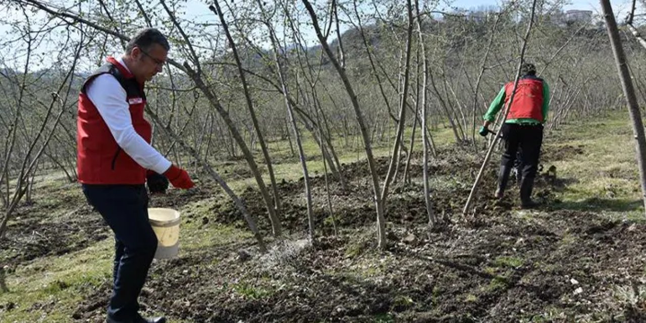 Fındıkta verim için gübreleme uyarısı: "Zamanı ve noktası çok önemli"