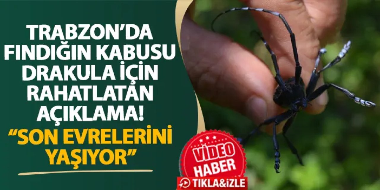 Trabzon’da fındığın kabusu Drakula için rahatlatan açıklama! “Son evrelerini yaşıyor”