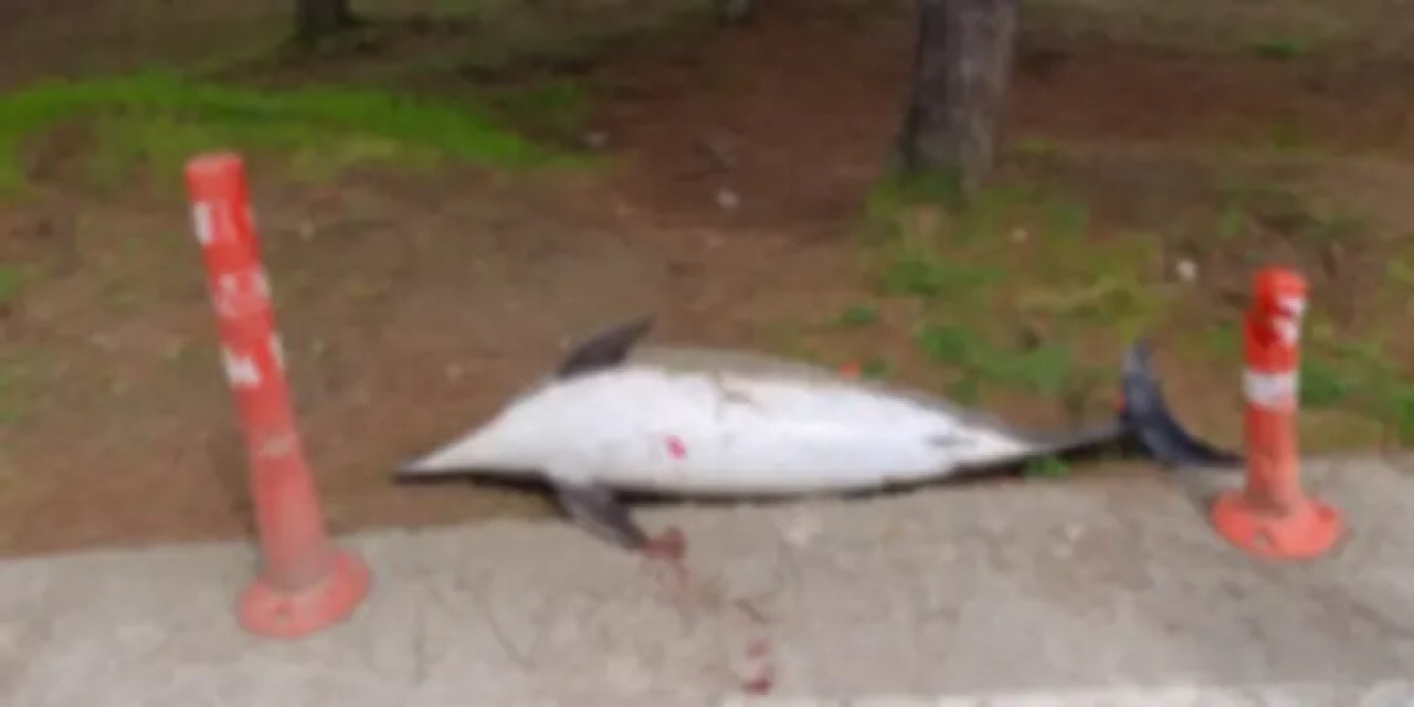 Atakum Sahiline Vuran Ölü Yunus Ekiplerce Kaldırıldı