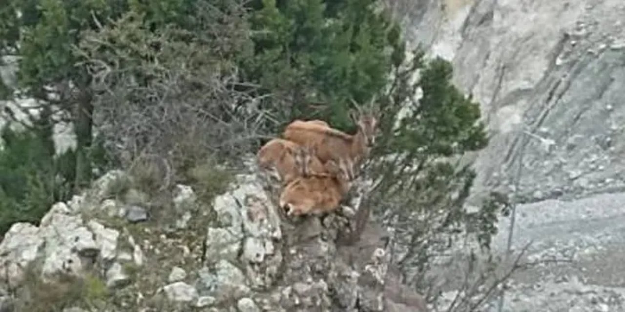 Artvin'de yaban keçileri böyle görüntülendi