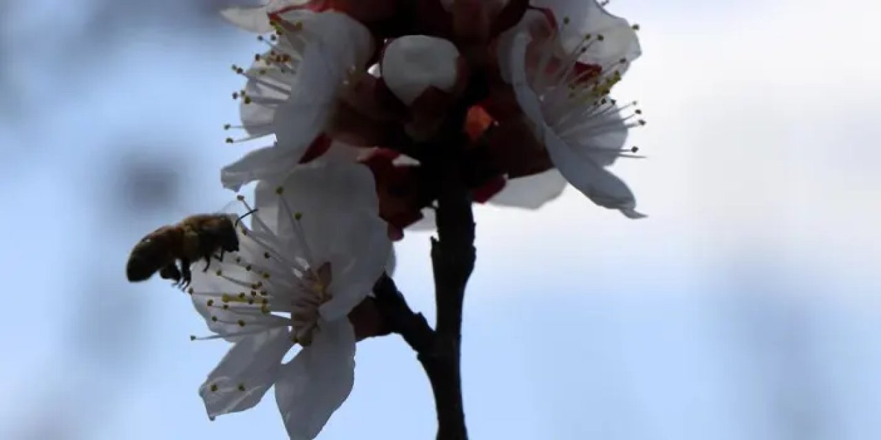 Bayburt’ta bal arıları özgürlüğüne kavuştu!