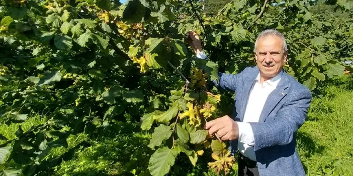 Fındıkta alan büyüyor, verim düşüyor: Türkiye liderliği kaybediyor mu?