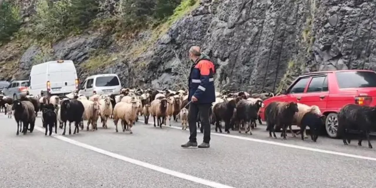 Artvin’de yaylaya giden koyun sürüsü karayolunu işgal etti