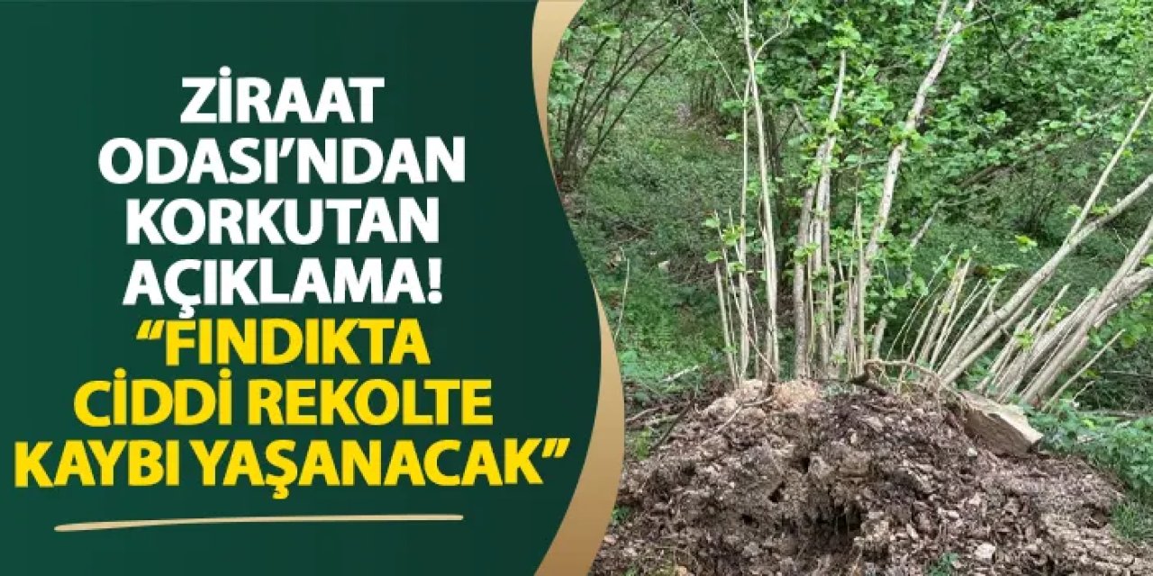 Giresun Ziraat Odası’ndan korkutan açıklama! “Fındıkta ciddi rekolte kaybı yaşanacak”