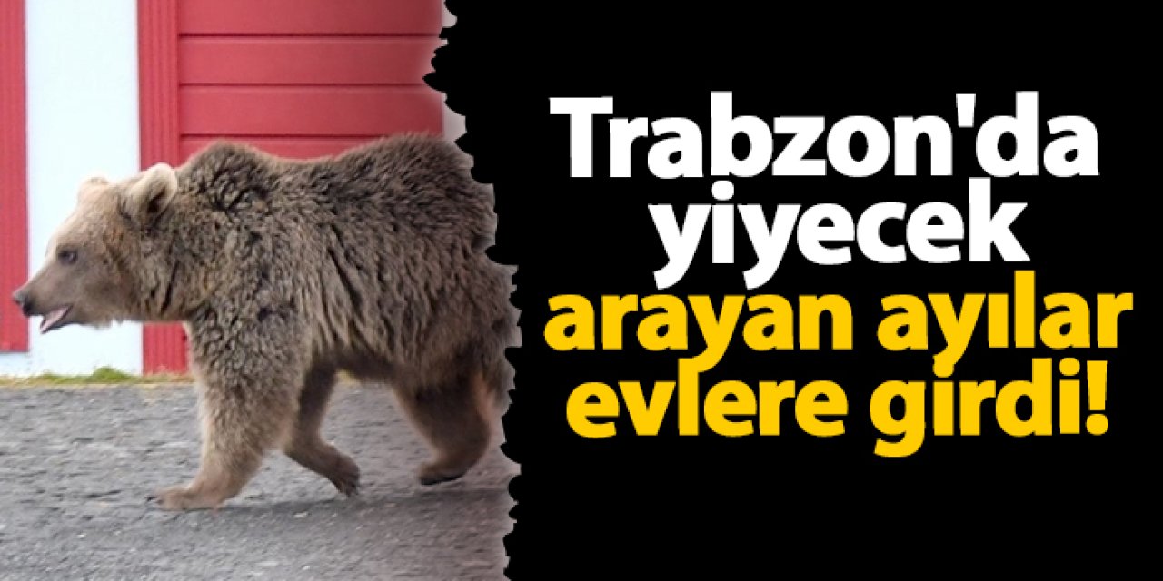 Trabzon'da yiyecek arayan ayılar evlere girdi!