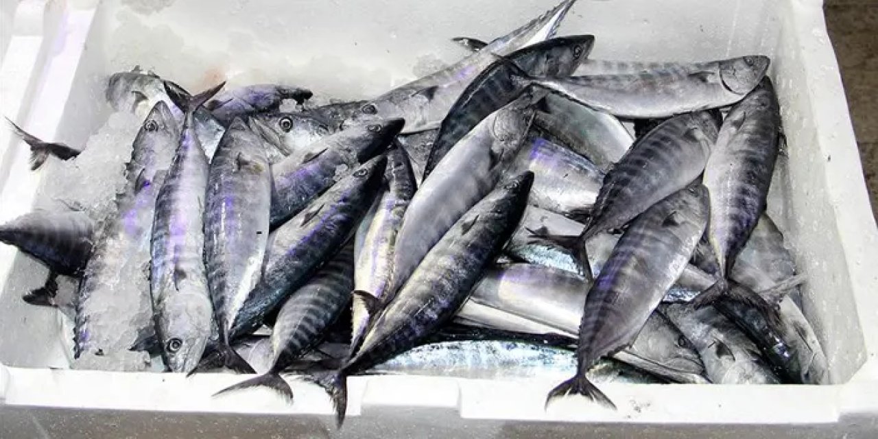 Palamut ve torik avı 5 ay süreyle yasak