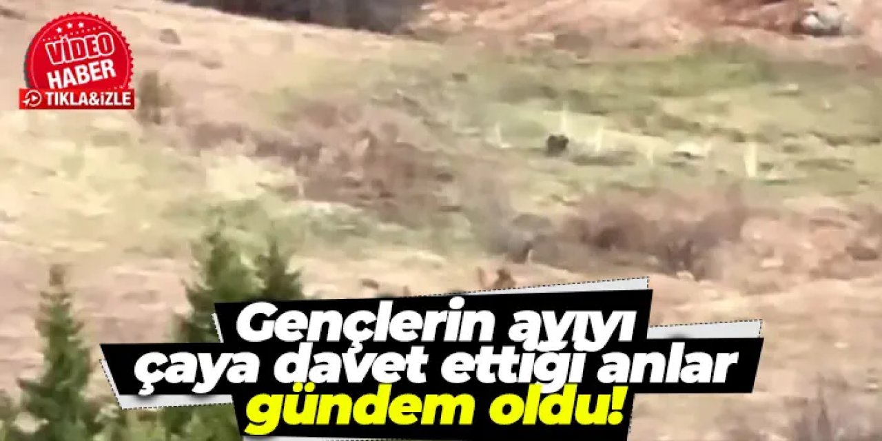 Artvin'de gençlerin ayıyı çaya davet ettiği anlar gündem oldu!