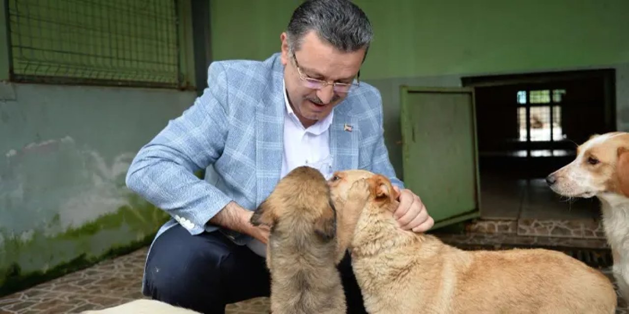 Trabzon’da Büyükşehir 942 köpeği sahiplendirdi