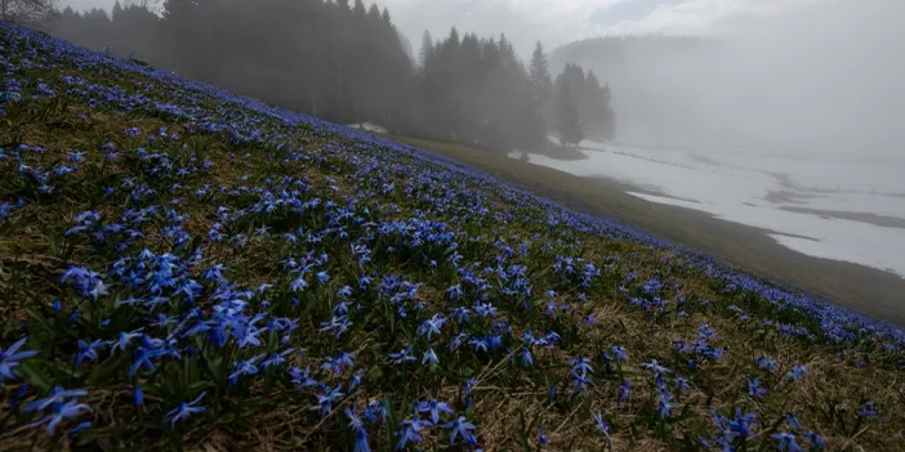 Trabzon'da meşhur yaylada "mavi yıldızlar" açmaya başladı