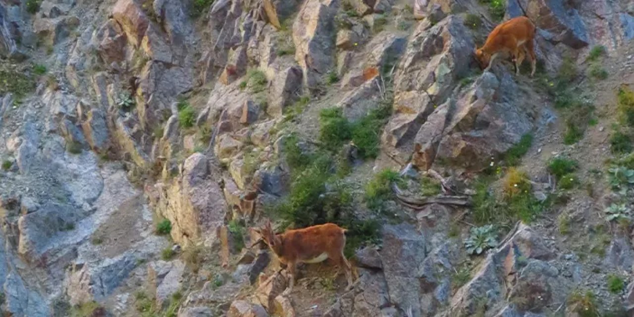 Artvin Deriner Barajı'nda sürpriz ziyaretçiler: Yaban keçileri kamerada!