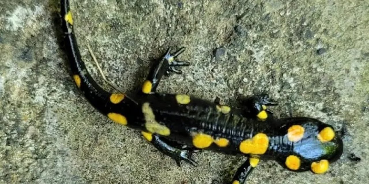 Bayburt’ta koruma altındaki Benekli Semenderler görüntülendi!