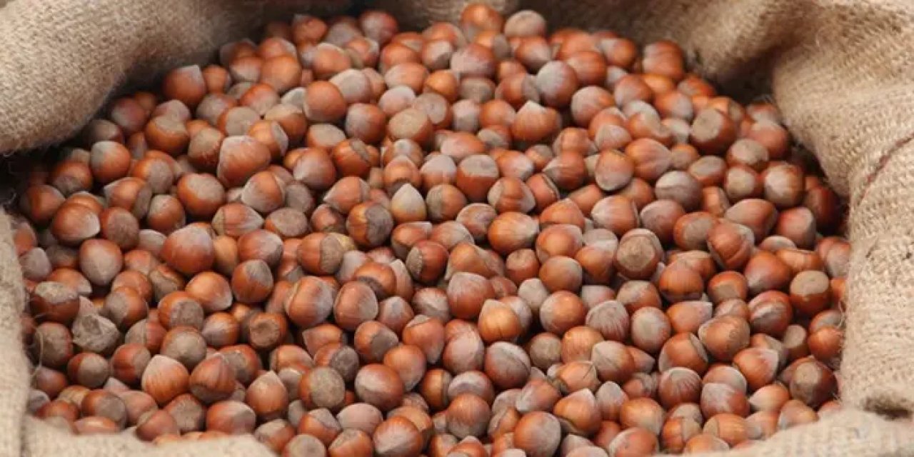 Giresun'da fındık fiyatı yükselişte: Piyasada 145 lirayı gördü