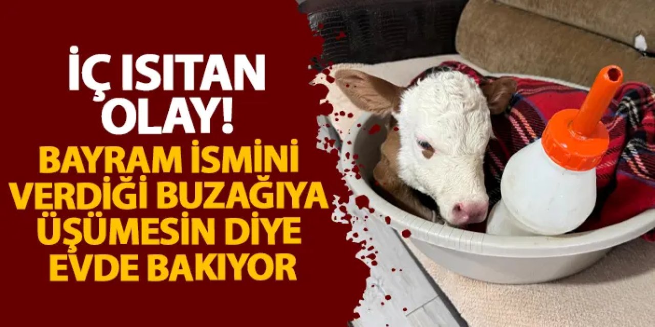 Ordu’da iç ısıtan olay! Bayram ismini verdiği buzağıya üşümesin diye evde bakıyor