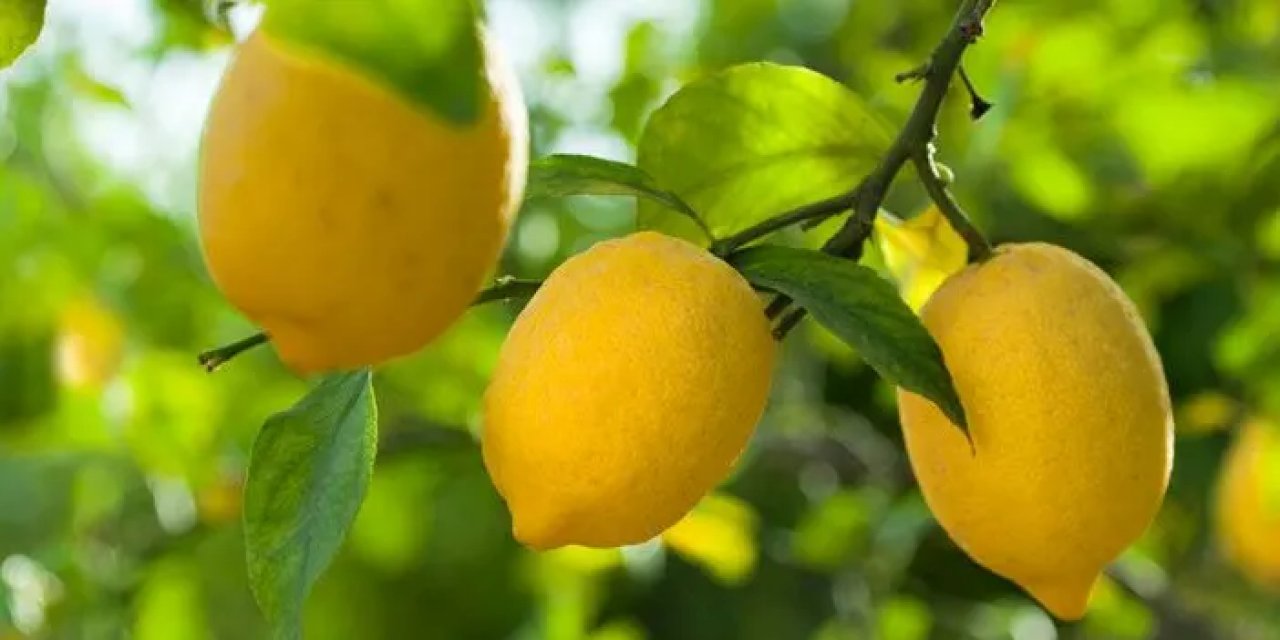 Bakanlık kararıyla limon ihracatı durduruldu