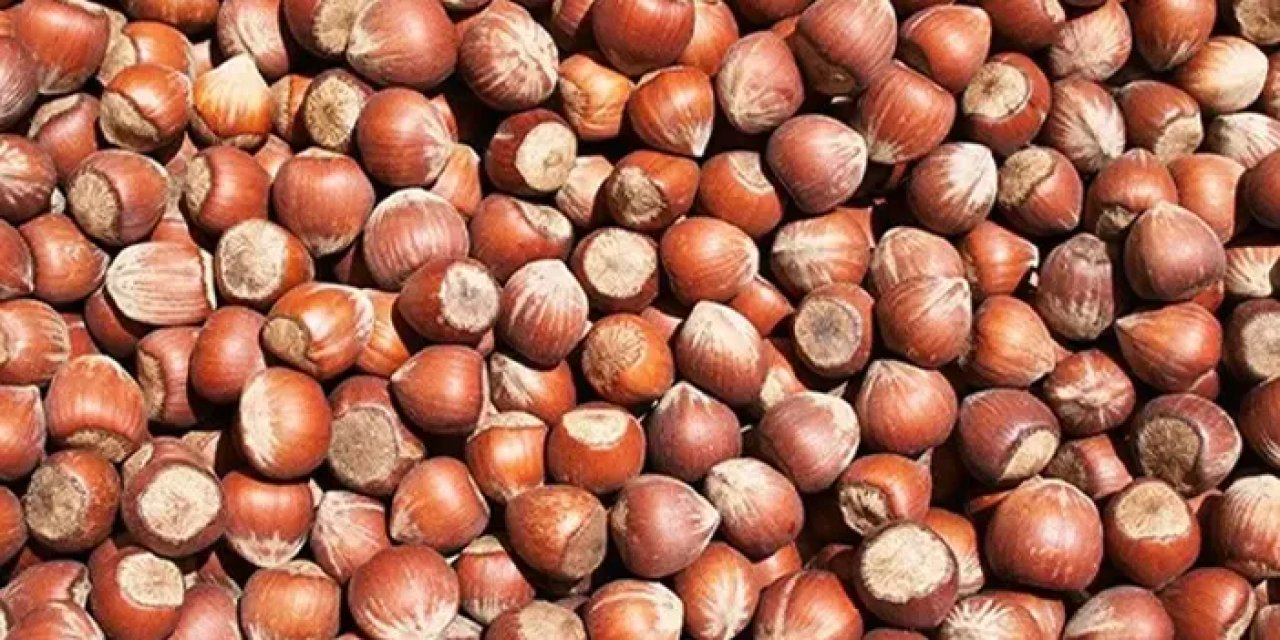 Fındıkta büyük zarar! "Tehlike devam ediyor"