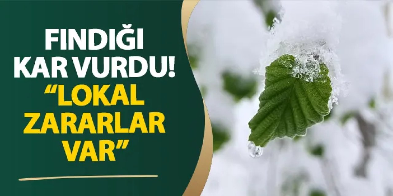 Ordu’da fındığı kar vurdu! “Lokal zararlar var”