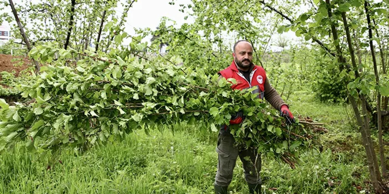 Trabzon ve Karadeniz'de fındık üreticilerinin mesaisi başladı