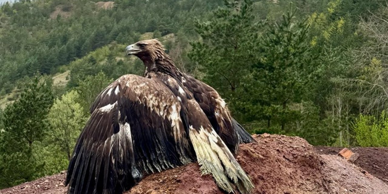 Artvin'de tedavisi tamamlanan kaya kartalı doğaya bırakıldı