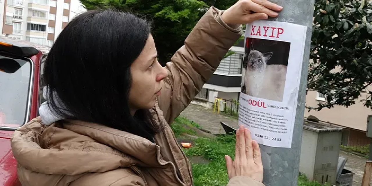 Trabzon'da sokak sokak afiş asıp kayıp kedisini arıyor: "Badem"i bulana altın ödülü verilecek