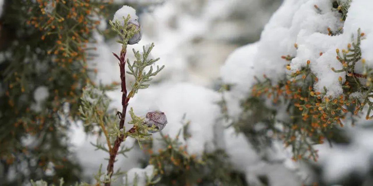 Bayburt’ta zirai don alarmı: Baharda kış geri döndü!
