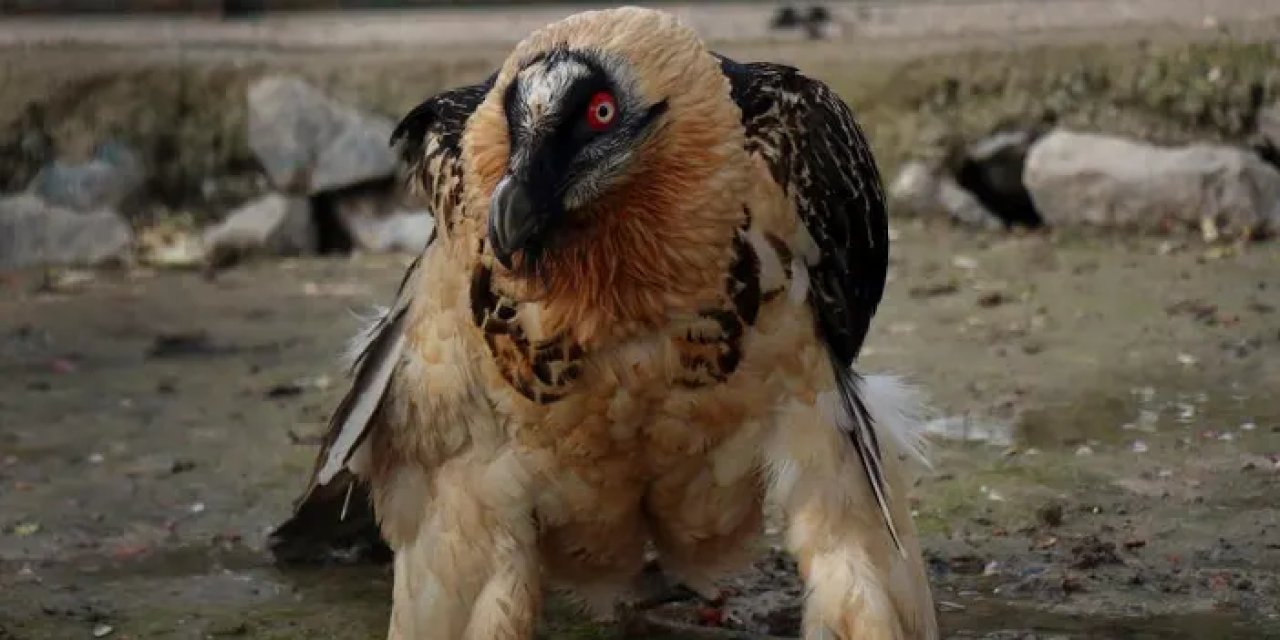 Artvin’de bulunan Sakallı akbaba yeni yuvasında!