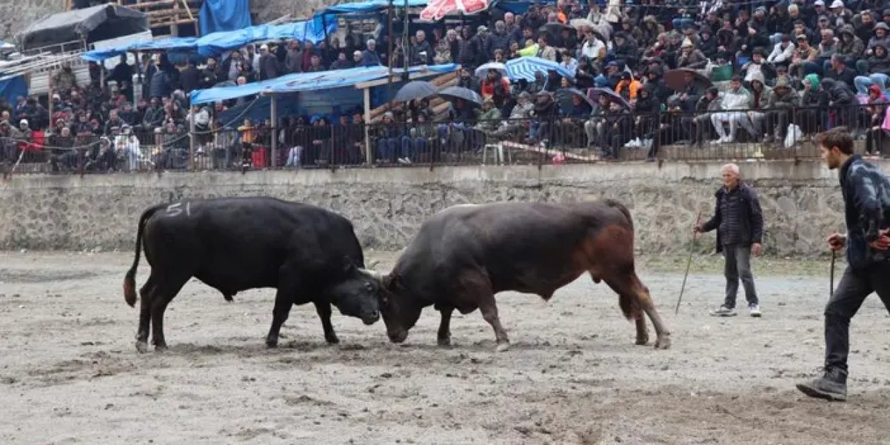 Artvin’de baharın habercisi boğa güreşleri başladı!