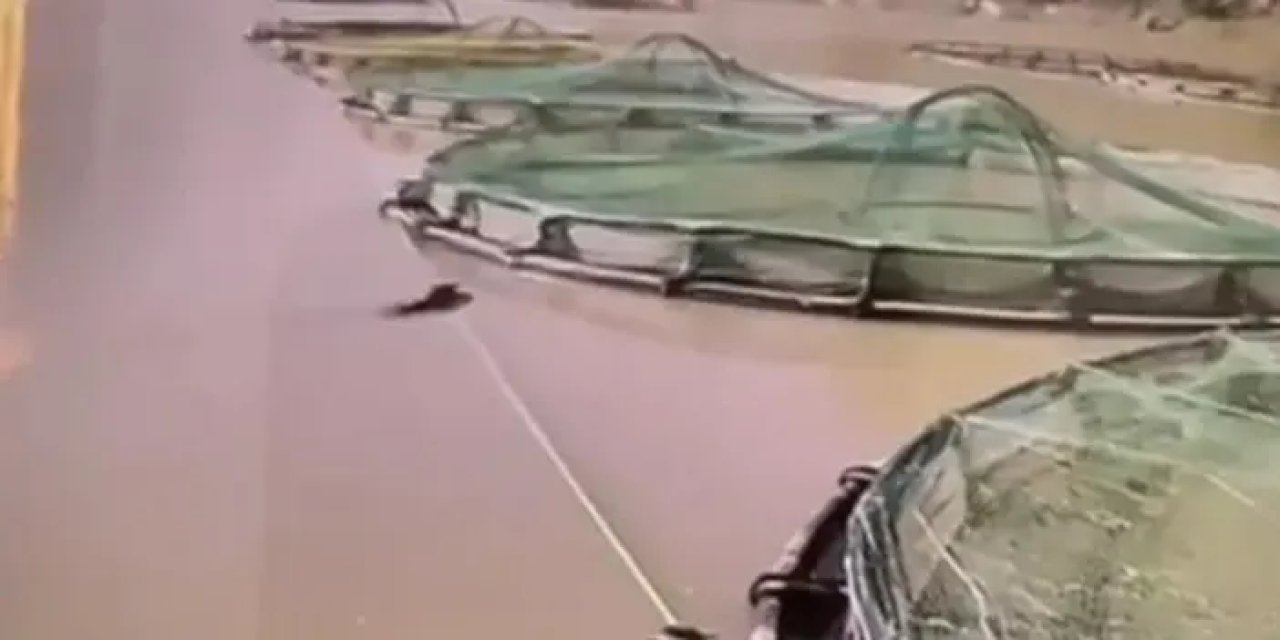 Gümüşhane’de somon üretim tesisine aç ayı dadandı