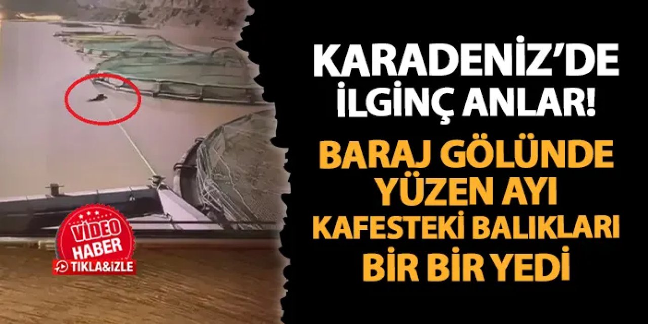Gümüşhane'de ilginç anlar! Baraj gölünde yüzen ayı kafesteki balıkları bir bir yedi