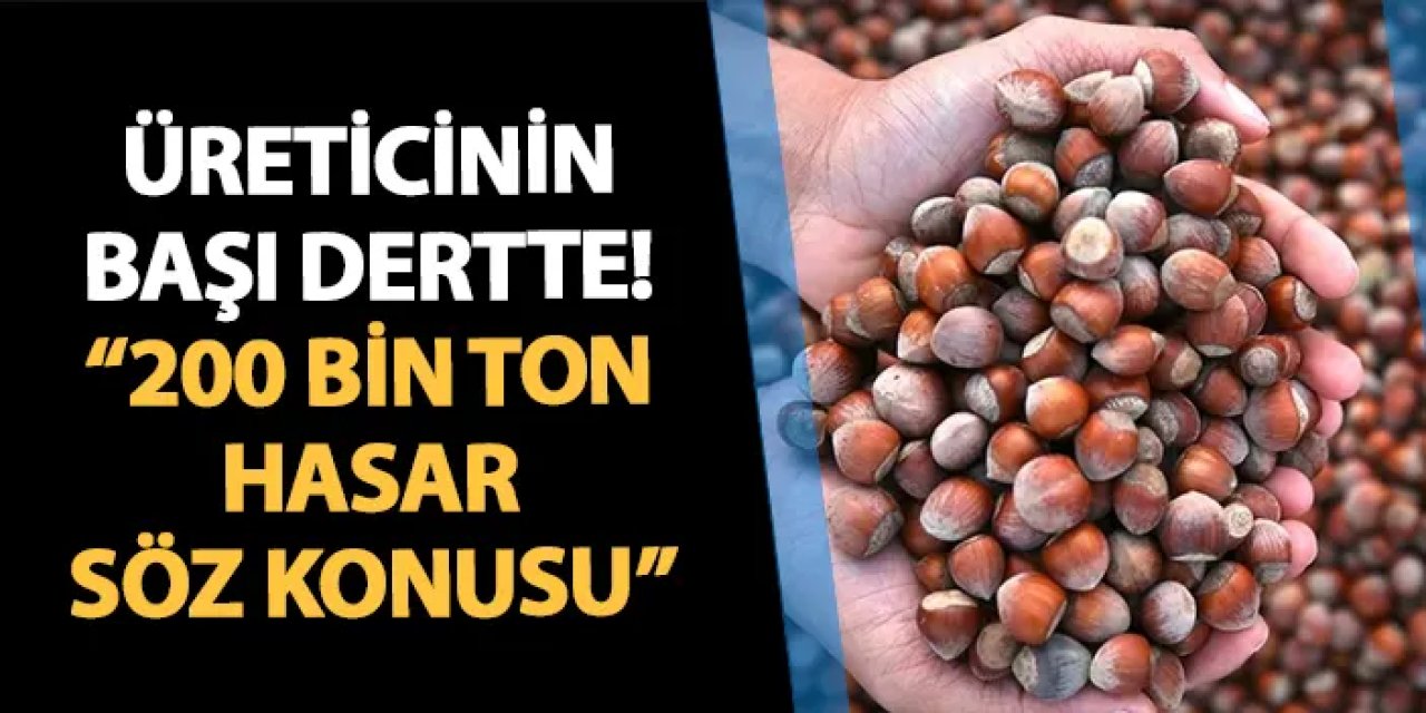 Fındık üreticilerinin başı dertte! "200 bin ton civarında hasar söz konusu"
