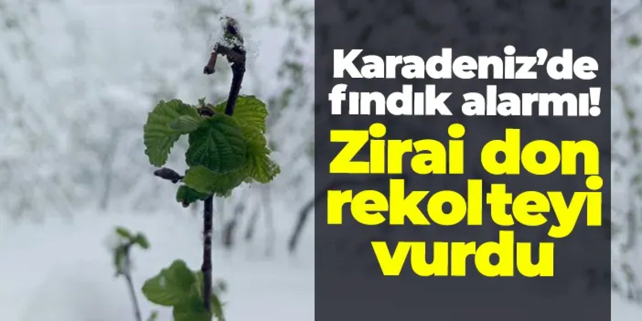 Karadeniz’de fındık alarmı: Zirai don rekolteyi vurdu!