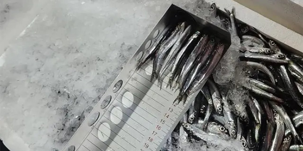 Trabzon’da 2 milyonluk balık cezası! 16 ton hamsiye el konuldu