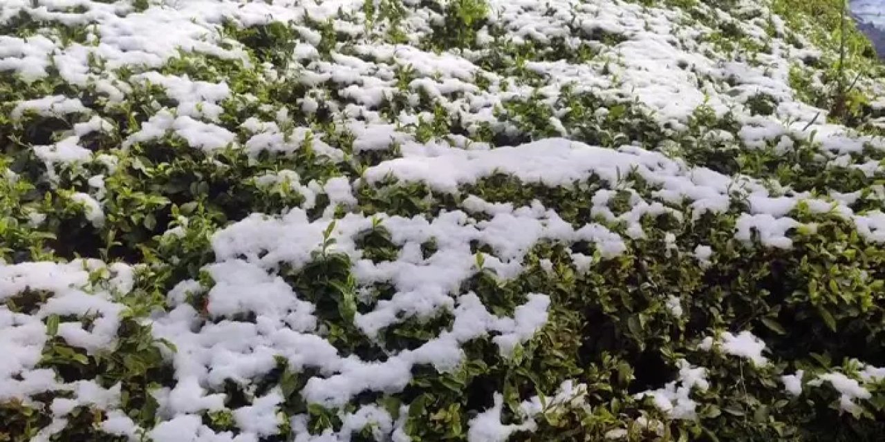 Rize’de çay bahçelerine don vurdu: Rekolte tehlikede!