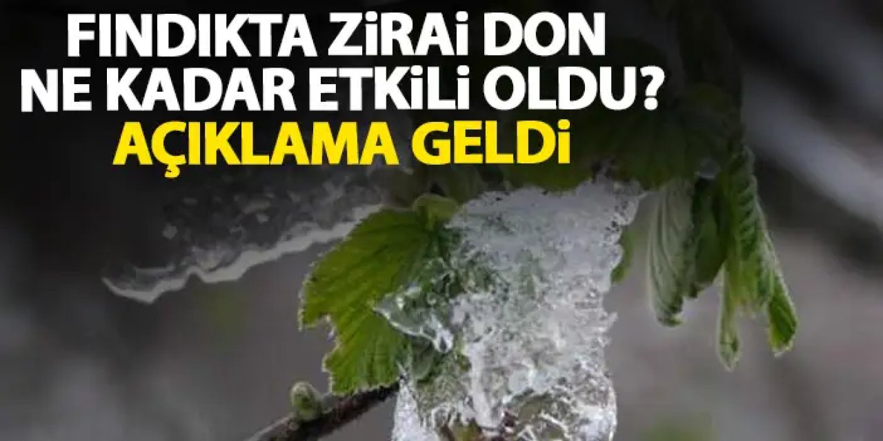 Fındıkta zirai don ne kadar etkili oldu? Trabzon'da ihracatçılar umutlu
