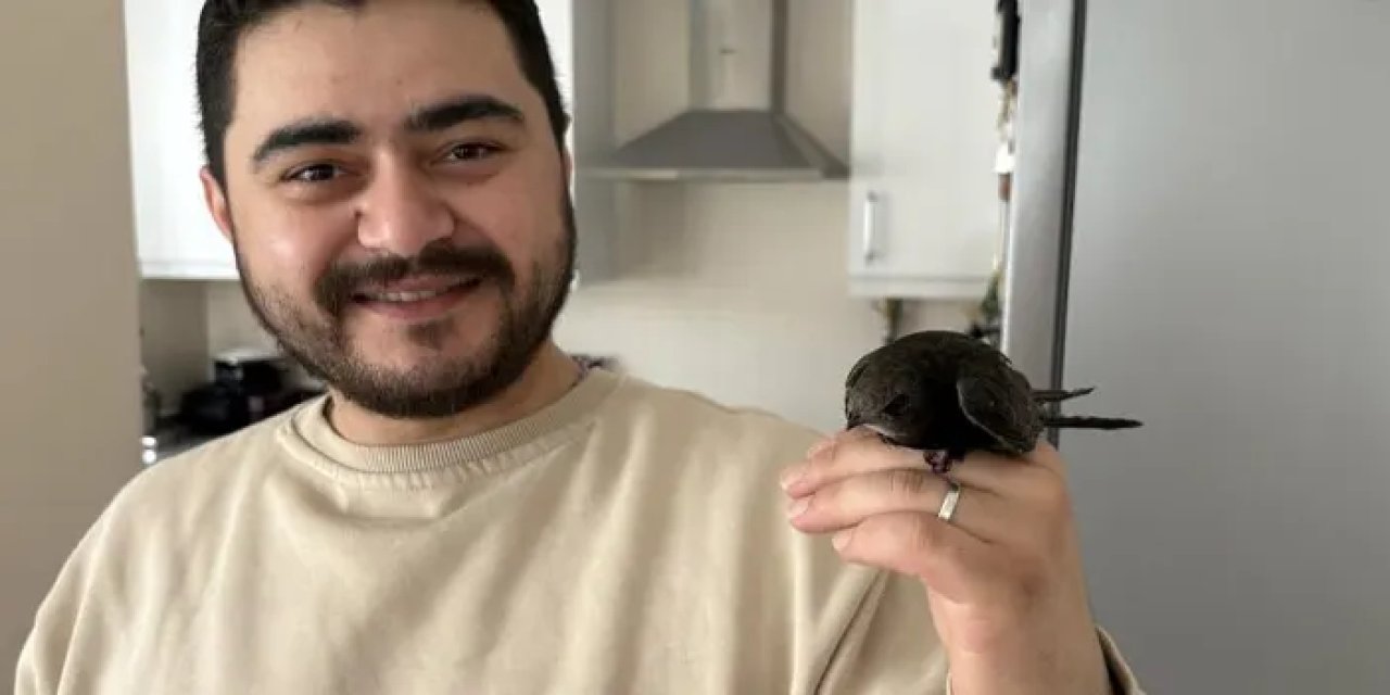 Ordu’da esnafın misafiri ebabil kuşu oldu!