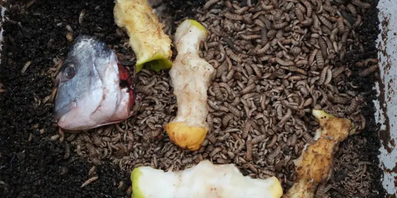 Atıkları yiyor, gübreye dönüştürüyor: Siyah asker sineği ile tarımda yeni dönem