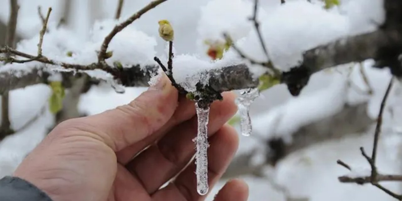Bakanlık, zirai don kaynaklı zarara uğrayan çiftçiye destek verecek