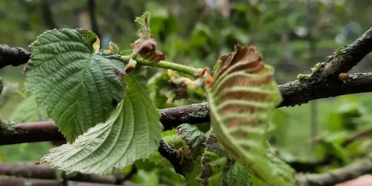 Trabzon'da fındıkta zirai don hasarı için saha çalışmaları başladı