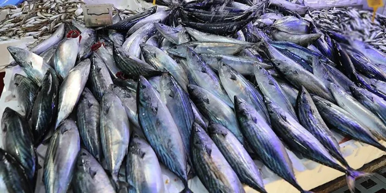 Trabzon'da balıkçılara palamut ve torik uyarısı