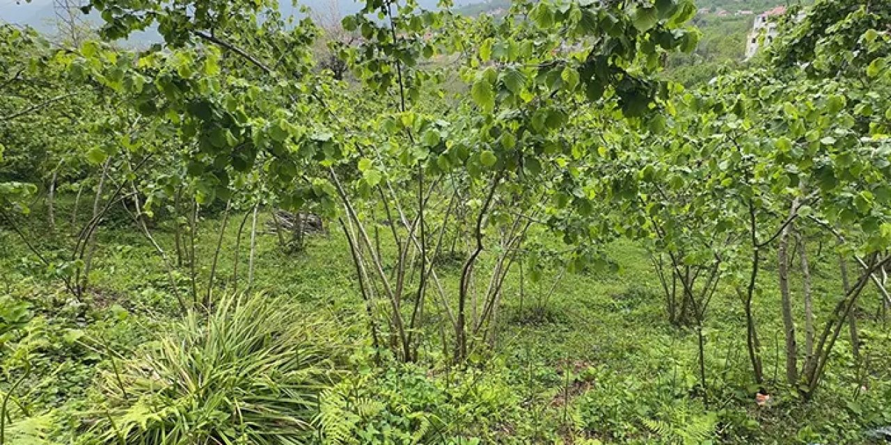 Giresun'da fındığa "çözüm" aranıyor! Üniversite harekete geçti
