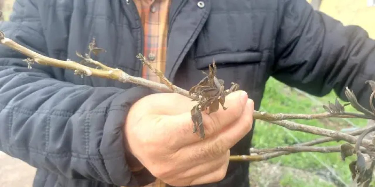 Giresun’da zirai don Şebin cevizini vurdu!