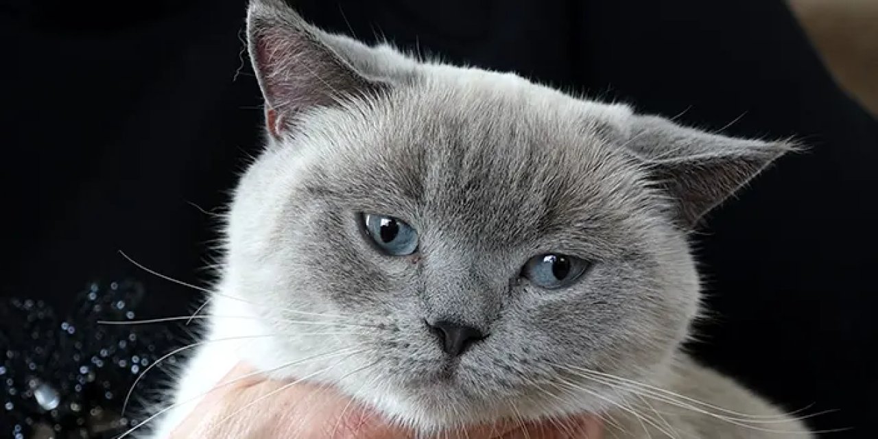 Trabzon'da kayıp "Badem" bulundu